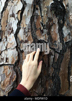 Woman's Hand berühren die Rinde eines Baumes Stockfoto