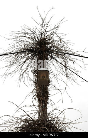 Birds Nest auf der Straße Licht mit bewachsenen Weinpflanze Filialen. Stockfoto