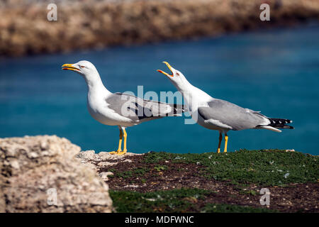 Zwei Möwen auf einer Mauer, Taubeninsel, Tarifa, Cadiz, Andalusien, Spanien Stockfoto