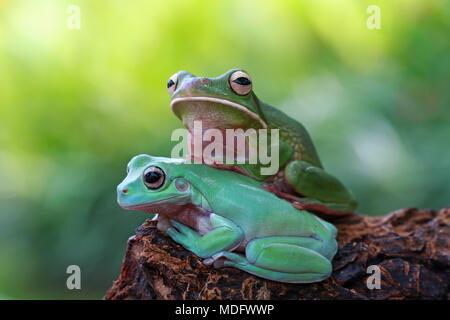 Weiß lippig Frosch und plump Frosch sitzt auf einem Baum Stockfoto