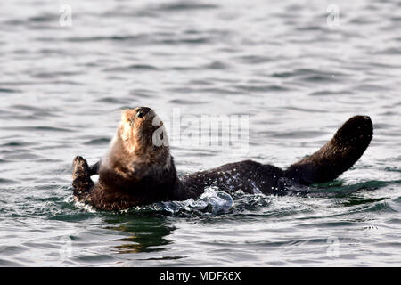 Eine nördliche Seeotter (Enhydra lutris) kenyoni frolicks in den Gewässern des Seward, Alaska, Hafen auf die Resurrection Bay. Stockfoto