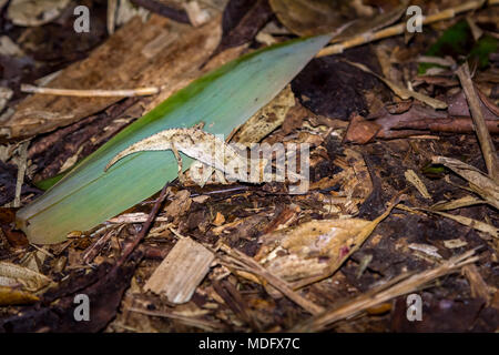 Gehörnte Blatt Chamäleon. (Brookesia superciliaris), Madagaskar. Stockfoto