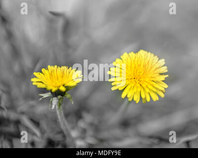 Zwei gelbe Löwenzahn auf grauem Hintergrund. Close-up. Stockfoto