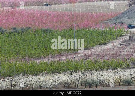 Cieza, Region Murcia, Spanien. Blühende Obstbäume im Frühjahr © ABEL F. ROS/Alamy Stock Stockfoto