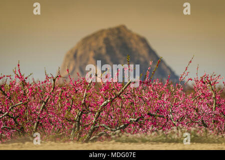 Cieza, Region Murcia, Spanien. Blühende Obstbäume im Frühjahr © ABEL F. ROS/Alamy Stock Stockfoto