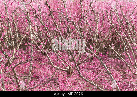 Cieza, Region Murcia, Spanien. Blühende Obstbäume im Frühjahr © ABEL F. ROS/Alamy Stock Stockfoto