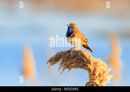 Blaukehlchen in die Feder Federn, Tiere und Vögel Stockfoto