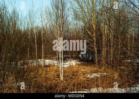 Grove ohne Laub im Frühjahr mit Flecken der schmelzenden Schnee auf trockenem Gras Stockfoto