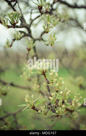 Frucht Baum im Frühling Garten. Erste Triebe. Stockfoto