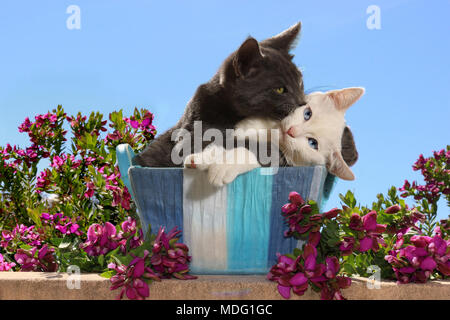 Zwei Katzen, blau und weiß, kuscheln in einem Korb Stockfoto