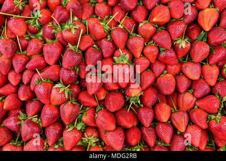 Rote Erdbeere Obst. Frisch geerntete Erdbeeren - Hintergrund aus frisch geernteten Erdbeeren Stockfoto