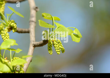 Pollen Kegel der männlichen Ginkgo biloba Bäume am Botanischen Garten in Peking, Peking, China Stockfoto