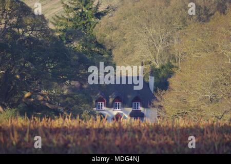 Malerischen englischen Reetdachhaus unter Eiche Woodland im frühen Frühling. Powderham, Exeter, Devon, Großbritannien. April, 2018. Stockfoto