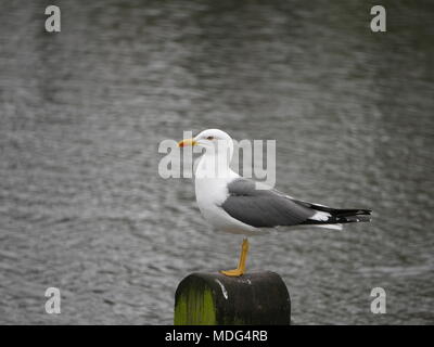 Silbermöwe, Larus argentatus auf einem hölzernen Pfosten thront Stockfoto