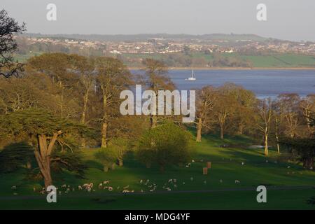 Feuchten Damwild (Dama) Beweidung im Arboretum Deer Park Powderham Castle, im goldenen Licht der Feder am Abend auf der Exe Estuary. UK. Stockfoto