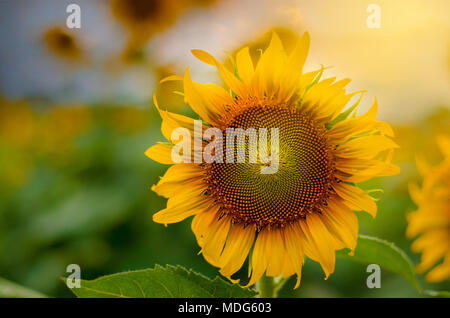 Sonnenblumen blühen und Licht am Morgen. Stockfoto