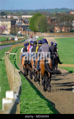 Rennen Pferde auf dem galoppiert, Newmarket, Suffolk, England Stockfoto