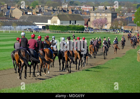 Rennen Pferde auf dem galoppiert, Newmarket, Suffolk, England Stockfoto