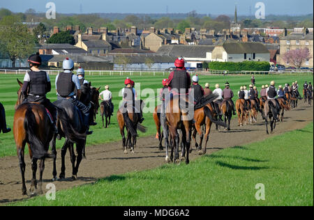 Rennen Pferde auf dem galoppiert, Newmarket, Suffolk, England Stockfoto