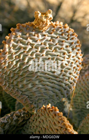 Chenille Feigenkakteen, Opuntia aciculata. Mojave Wüste Joshua Tree National Park Stockfoto