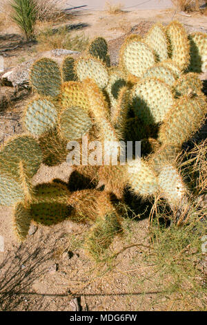 Chenille Feigenkakteen, Opuntia aciculata. Mojave Wüste Joshua Tree National Park Stockfoto