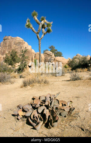 Joshua Tree Landschaft Yucca Buergeri Mojave Wüste Joshua Tree National Park, Kalifornien Stockfoto