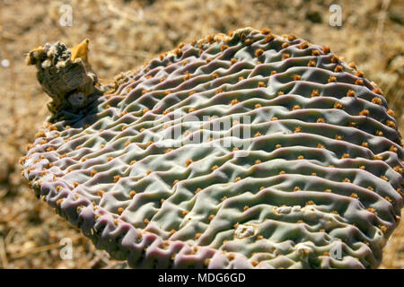 Chenille Feigenkakteen, Opuntia aciculata. Mojave Wüste Joshua Tree National Park Stockfoto