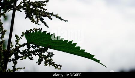 In der Nähe einer gemeinsamen Brennnessel (Urtica dioica) auf einem Exeter Schrebergarten. Devon, UK. Stockfoto