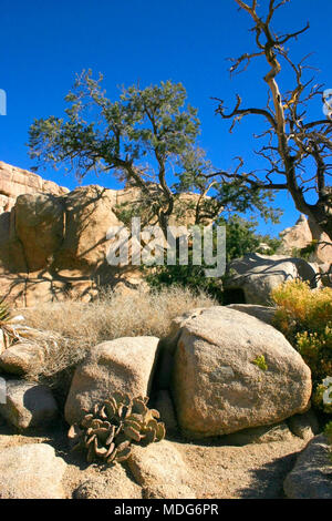 Chenille Feigenkakteen, Opuntia aciculata. Mojave Wüste Joshua Tree Chenille Feigenkakteen, Opuntia aciculata. Mojave Wüste Joshua Tree Stockfoto