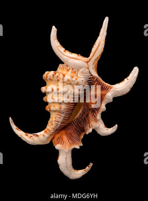 Muschel von Arthritischen spider Conch (Harpago arthritica chiragra), Malakologie Sammlung, Spanien, Europa Stockfoto