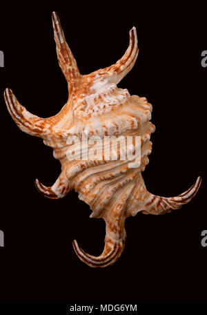 Muschel von Arthritischen spider Conch (Harpago arthritica chiragra), Malakologie Sammlung, Spanien, Europa Stockfoto