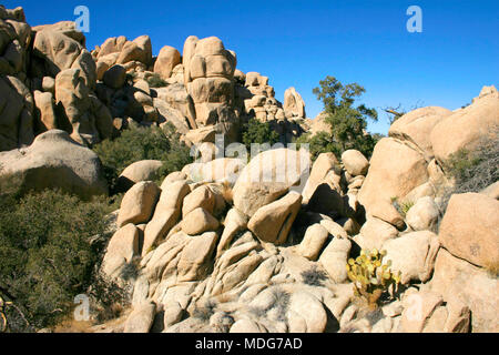 Klettern Hidden Valley grossen Felsen Feigenkakteen Mojave Wüste Joshua Tree National Park Stockfoto