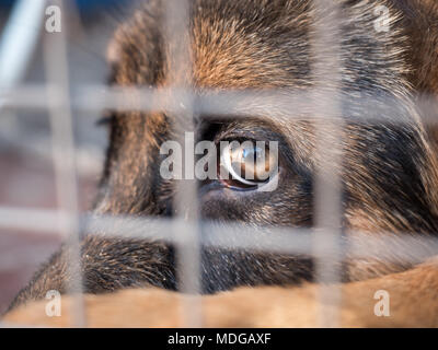 Deutscher Schäferhund sitzend in einen Käfig gesperrt. Close Up. Selektive konzentrieren. Stockfoto