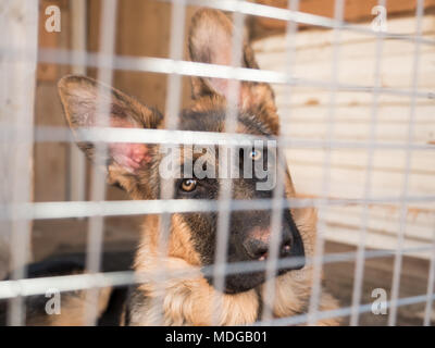 Deutscher Schäferhund sitzt in einem Käfig gesperrt. Stockfoto