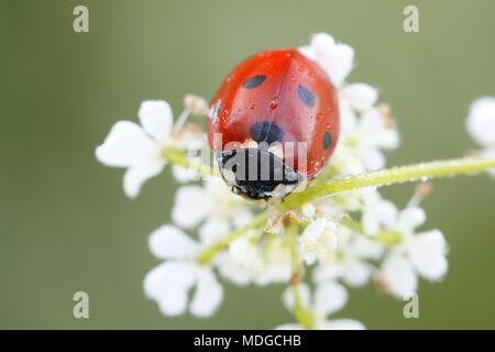 Marienkäfer, Marienkäfer und wilder Kerbel Stockfoto