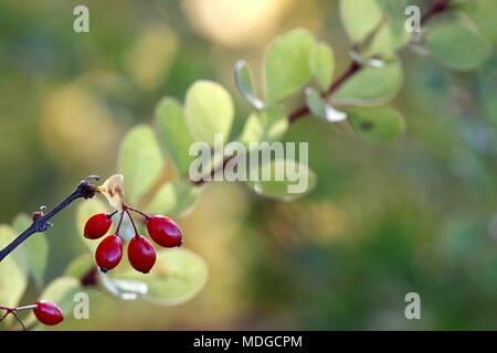 Rote Berberitze, Berberis thunbergii Stockfoto