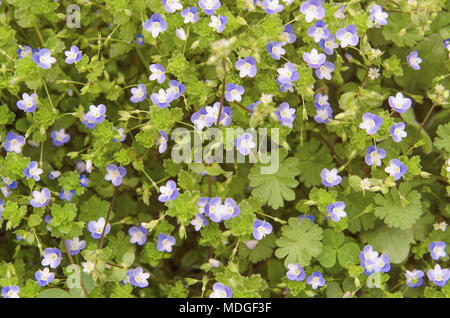 Blau Wildblumen auf dem Hintergrund der grüne Blätter Stockfoto