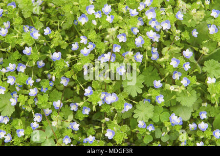 Blau Wildblumen auf dem Hintergrund der grüne Blätter Stockfoto