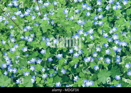 Blau Wildblumen auf dem Hintergrund der grüne Blätter Stockfoto