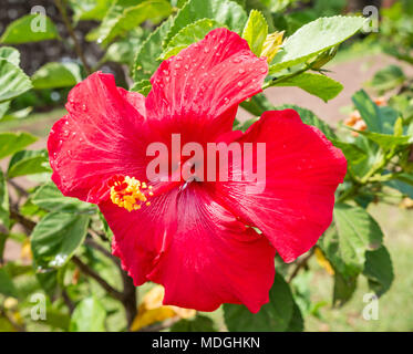 In der Nähe von sonnigen Bright Red Hibiscus rosa-sinensis, oder Chinesischen Hibiskus, Easter Island, Chile Stockfoto