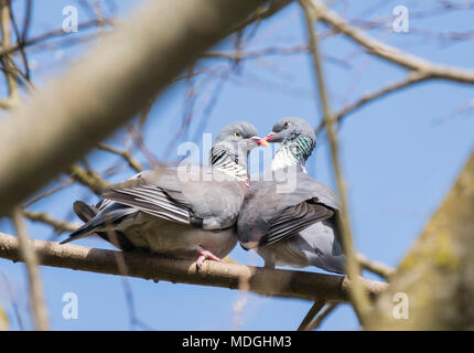 Paar Common Wood Tauben (Columba palumbus) umwerben, während auf einem Zweig im Frühjahr in West Sussex, UK thront. Paar Tauben Küssen in einen Baum. Stockfoto