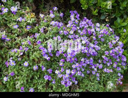 Lila Rock Kresse (Aubrieta deltoidea) wächst im Frühjahr in Großbritannien. Stockfoto