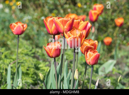 2 Tone orange rot Garten Tulpen (Tulipa gesneriana, von Didier tulip) blühen im Frühjahr in Großbritannien. Stockfoto