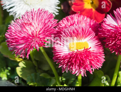 Bellis perennis' Habanera Mix' rot oder rosa und weisser Spitze (Englisch Daisy, Rasen Daisy) Gänseblümchen aus der Habanera Serie im Frühjahr in Großbritannien. Stockfoto