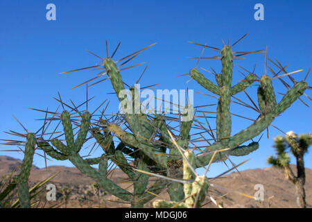 Opuntia ramosissima. Verzweigte Pencil Cholla. Stockfoto