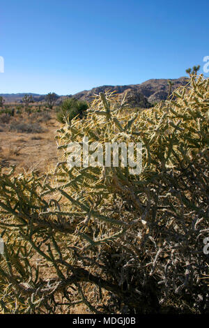 Opuntia ramosissima. Verzweigte Pencil Cholla. Stockfoto