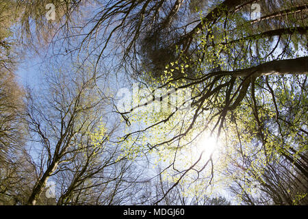 Buche Blätter Starten nach einem langen Winter im Wald in North Dorset England UK 19 April 2018 erscheinen. Stockfoto