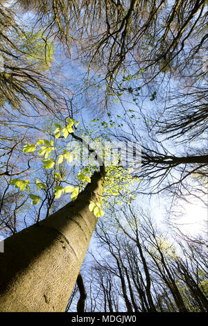 Buche Blätter Starten nach einem langen Winter im Wald in North Dorset England UK 19 April 2018 erscheinen. Stockfoto