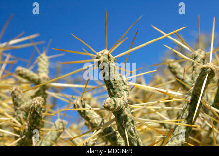 Cylindropuntia ramosissima, Pencil cholla, Stockfoto