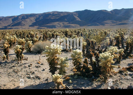 Cholla Cactus Garden im Joshua Tree National Park Stockfoto